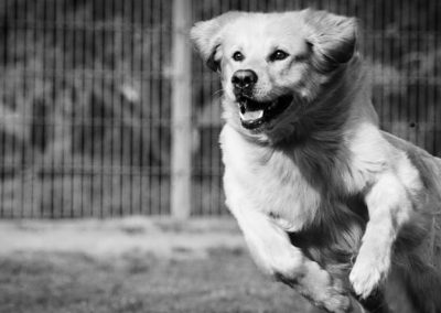 Kennel finance success: £422k secured with ASC Scotland